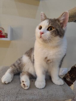 Britská modrá koťátko - 4