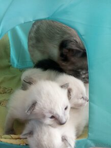 Siamská koťátka - 4