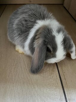 Mini Lop miminka - 4