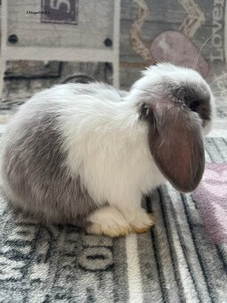 Králík beránek, Minilop - 4