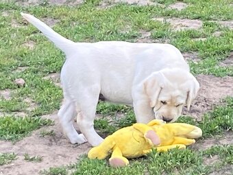 Labradorský retriever - štěňátka s Průkazem Původu - 4