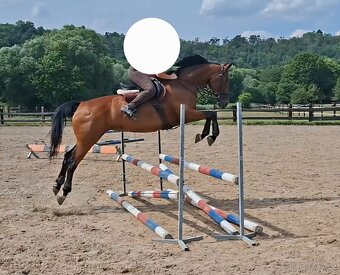 Prodám sportovní klisnu S drezura hobby parkur - 4