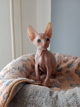 Kocourek kanadský sphynx bez PP - 4