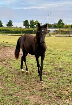 Sportovni Pony kobylka - 4