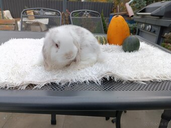 Mláďata Minilop beránků s VP - 4