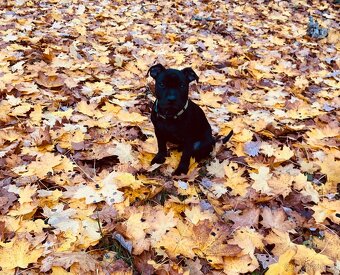 Stafordšírský bulteriér s PP - 4