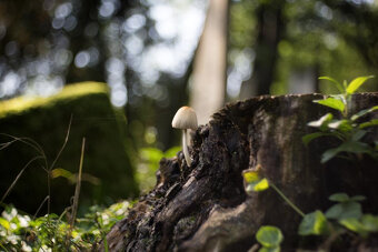 TRIOPLAN 50/2,9 V........ (CANON). - 4