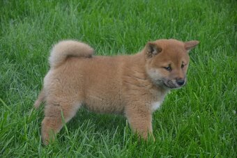 Shiba inu s průkazem původu - 4