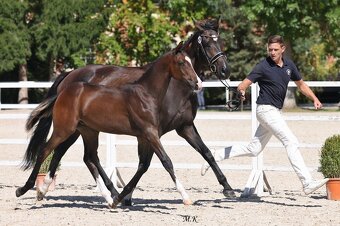 Drezurní hřebeček - 4