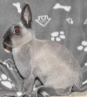 ZAKRSLÍ I VELCÍ KRÁLÍCI Dobříš - 4