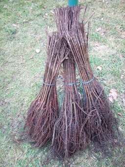 Kouzelný (zázračný) živý plot - Jilm sibiřský - 4