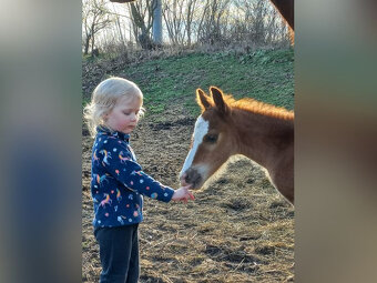 Welsh pony of cob type - 4