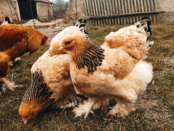 Brahmánka velká - 4