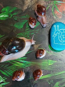 Africký šnek Archachatina ventricosa cream a light body - 4