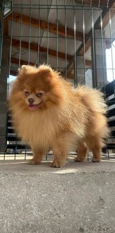 Pomeranian psik. - 4