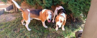 Bígl Bigel,Bigl,Beagle - 4