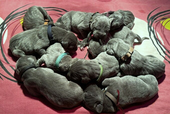 Německá doga modrá s PP - 4