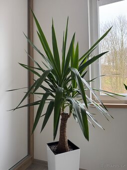 Yucca - 4