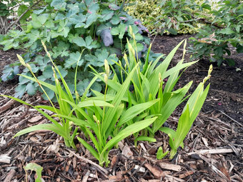 Zahradní orchidej - 4