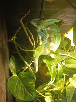 Chameleon - 4