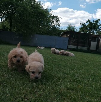 Predám šteniatka maltipoo. - 4