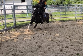 prodám dvě poničky 17 let výška 135 a 125cm - 4