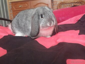 Zakrsly beránek cincilovy - 4