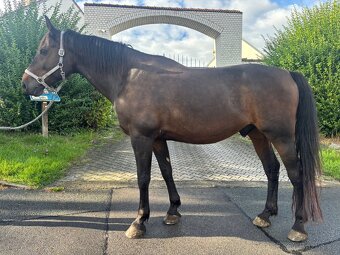 Valach KWPN - výborný učitel na prodej - 4