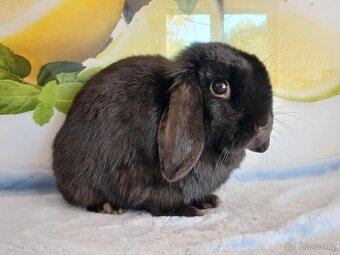 Volná samička - Anglický Zakrslý Beránek MiniLop🍑🧡🤍 - 4