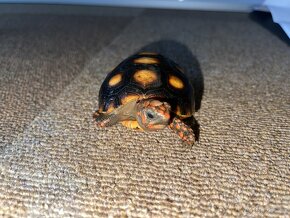 Želva uhlířská - mláďata - 4