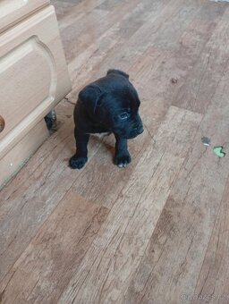 Stafordšírský bulteriér - 4