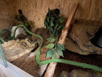 Krajta královská samice - 4