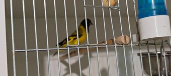 Čížek žlutý ( Spinus tristis ) - 4