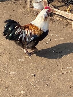 Faverolka zdr. - kohouti - 4