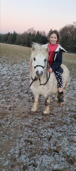 3 lety valach minihorse - 4