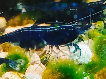 Krevetky neocaridina Blue dream - 4