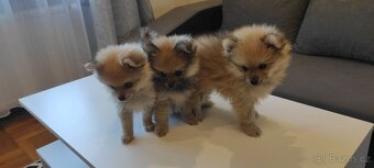 Špic pomeranian s pp štěňata - 4