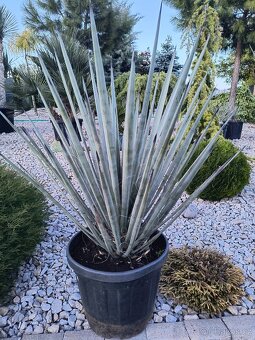 Yucca rostrata, faxoniana dasylirion - 4