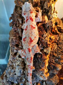 Rhacodactylus auriculatus - 4