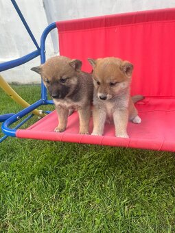 Shiba inu - 4