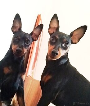 Trpasličí pinč Minidoberman - 4