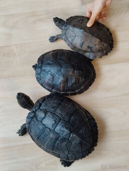 Želvárium-akvárium set včetně 3 vodních želv - 4