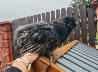 Hedvábnička zdrobnělá vousatá - 4