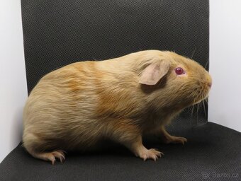 Morče, morčátko US Teddy, hladké - 4