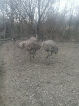 Prodám pstros emu - 4