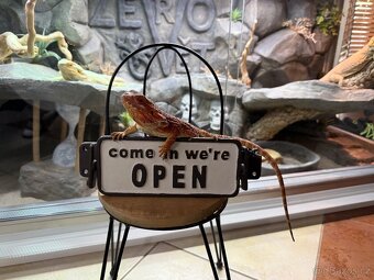 Samička agama vousatá k prodeji - 4