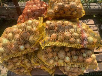 POLABSKÉ konzumní BRAMBORY 8 kč / kg - 4