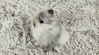 Zakrslý králík, králíček (Teddy) - MORTY - 4