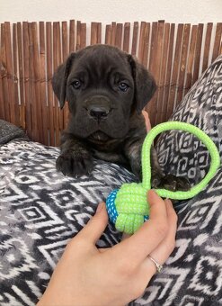Štěňátko Cane Corso s PP - 4
