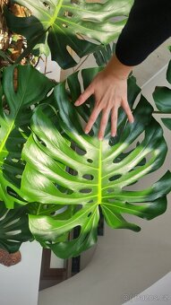 Monstera - velká/obří - 4